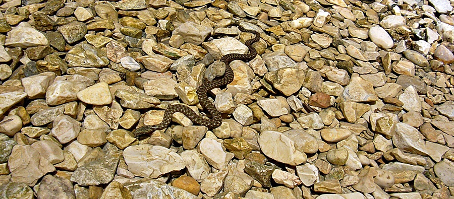 Mitteldalmatien>Schöne Schlange in der Cetina