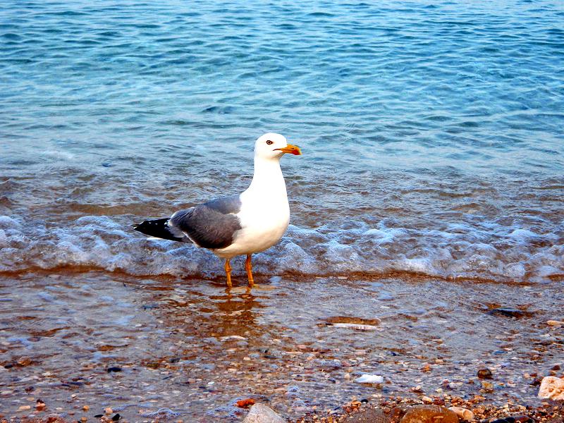 Kvarner: BASKA/Krk > Kleines Strandleben mit Möwe