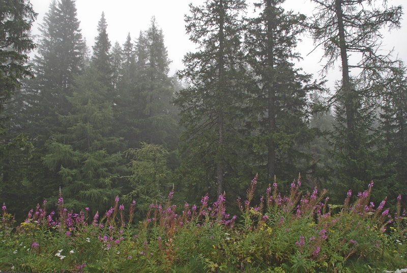 Östereich:Katschberg>Bergwald