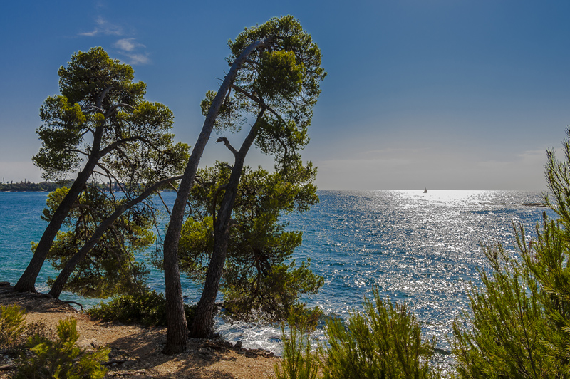 Istrien: Rovinj> Pinien an der Küste