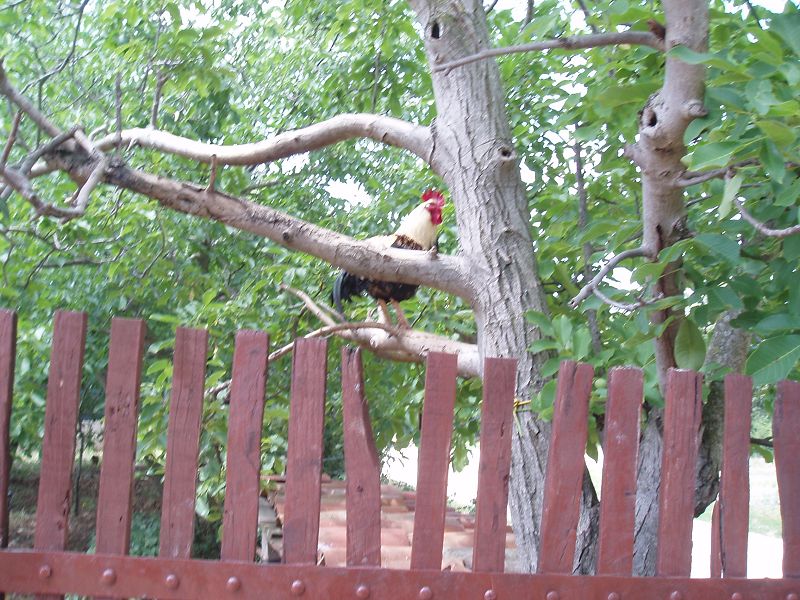 Hühnerbaum2