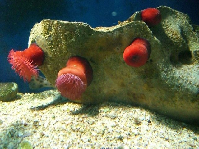 Aquarium in Porec