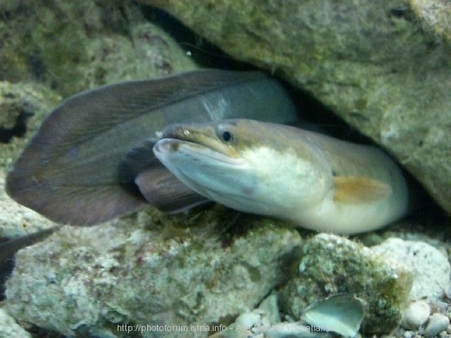 Aquarium in Porec