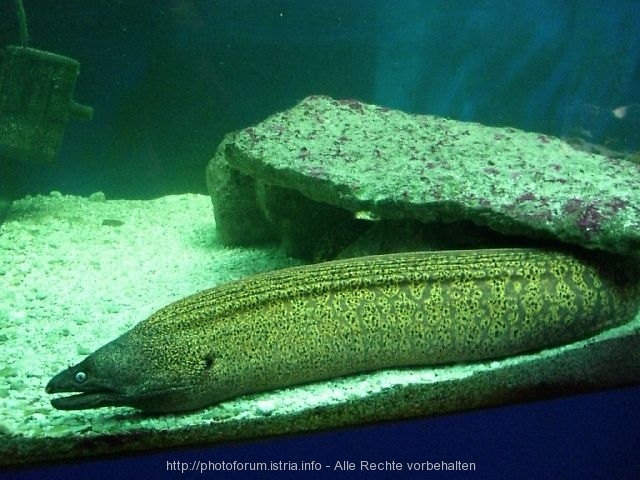 Aquarium in Porec