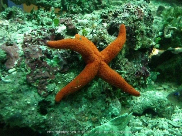 Aquarium in Porec