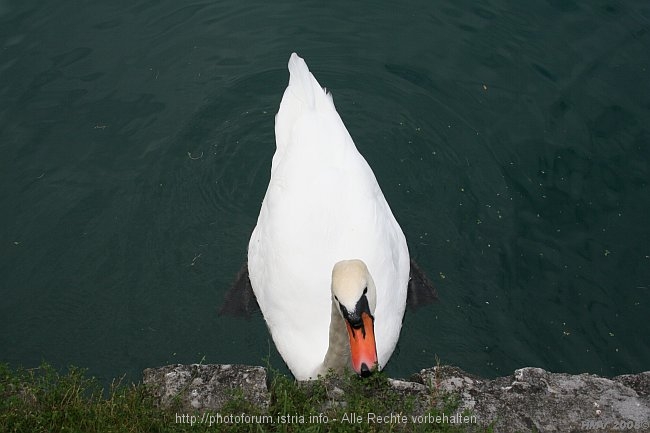 BLED AM SEE > Blejsko Jezero > Schwan