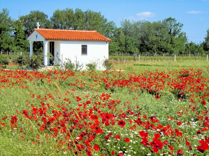 Medulin - Mohn vor der Kapelle