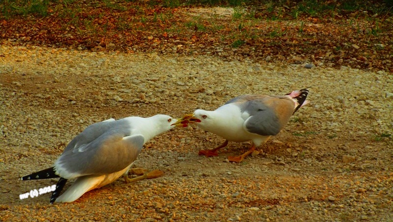 Istrien/Fauna: Vrsar > CP Porto Sole Der Kampf der Möwen.