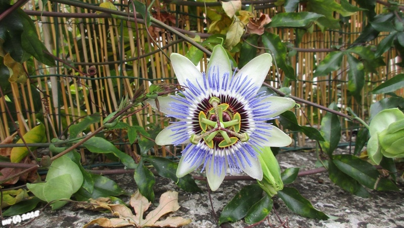 Istrien/Flora: Rovinj > Passionsblume als Zaunbepflanzung