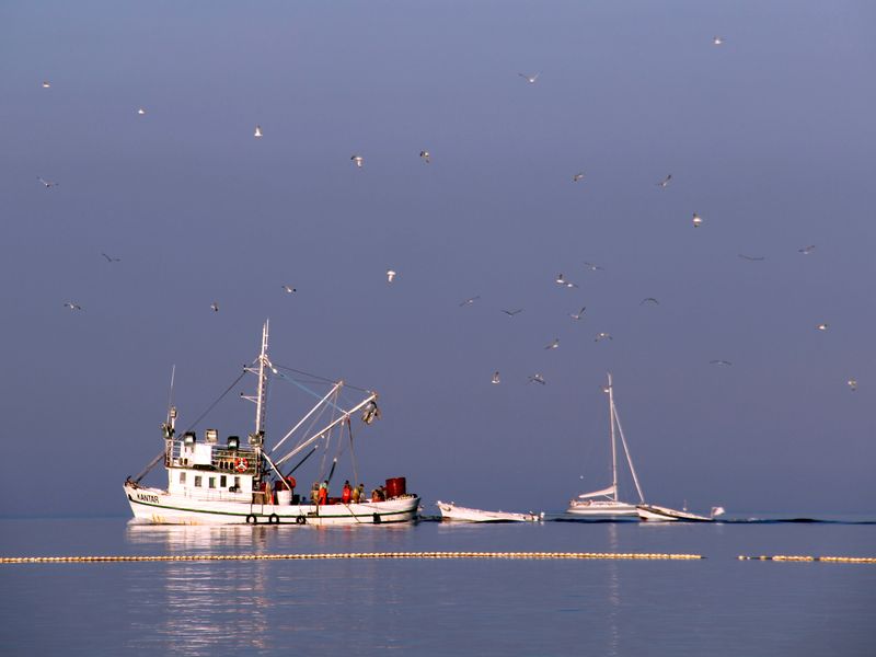 Istrien: ROVINJ > Fischkutter