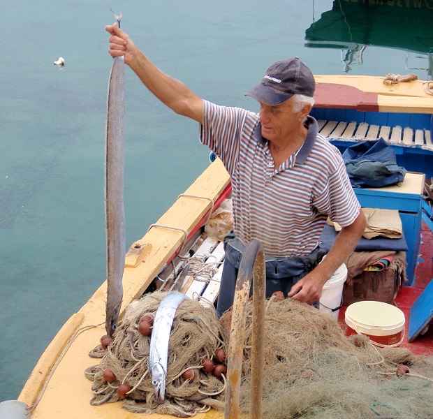 Kvarner: BAŠKA/Krk > Seltener Fang - Strumpfbandfisch