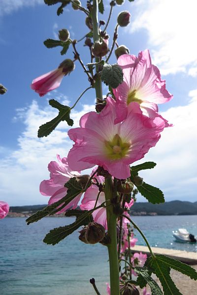 Dalmatien: PELJESAC > Kuciste > Stockrose