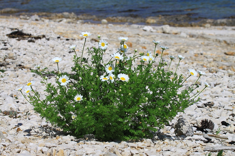 Dalmatien: SIMUNI auf Otok PAG > Pflanze