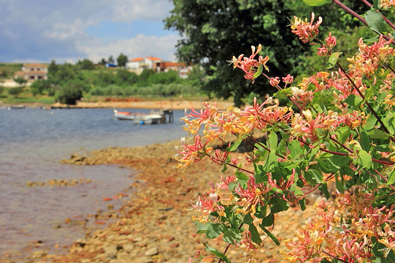 Istrien: MEDULIN > Blüten am Strand