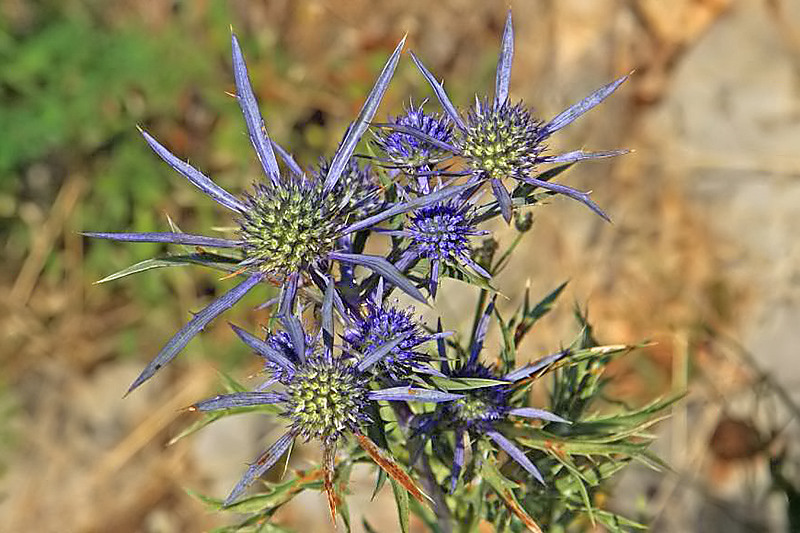 Kvarner: SVETI JURAJ > Distel