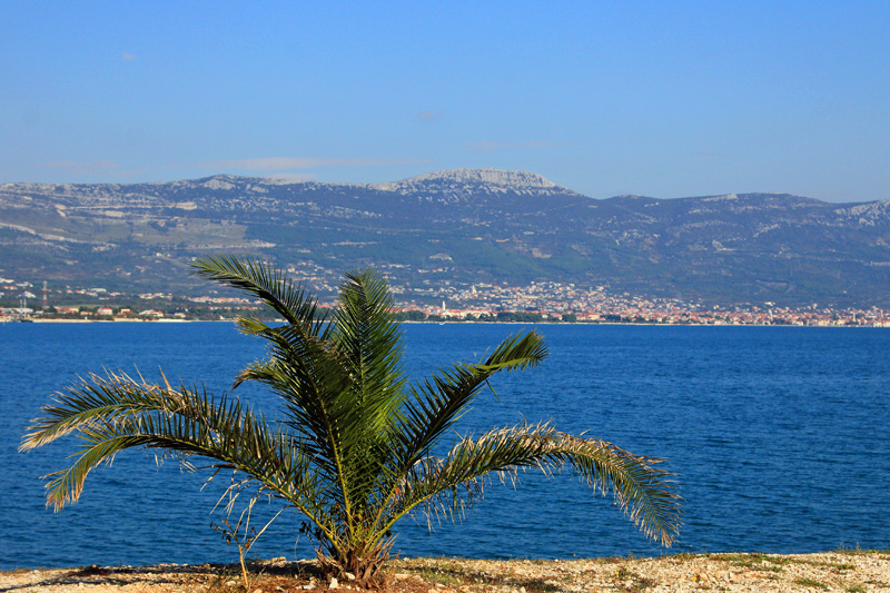 Dalmatien: ARBANIJA auf Otok CIOVO > Palme