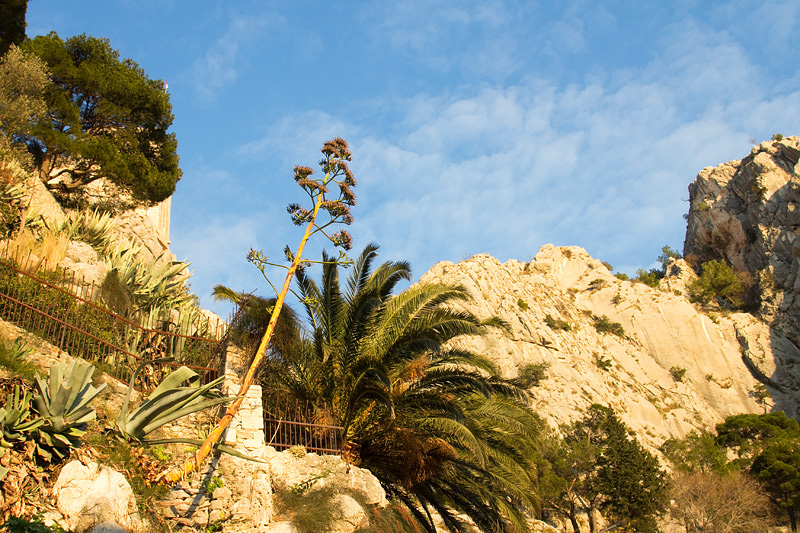 Dalmatien: OMIS > Blüte der Agave