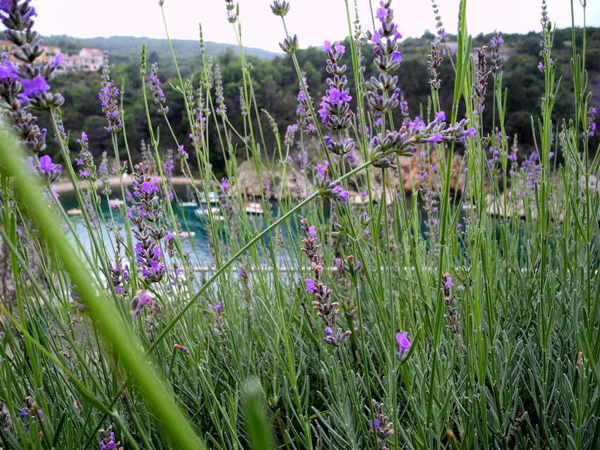 Kvarner: VRBNIK > Lavendel