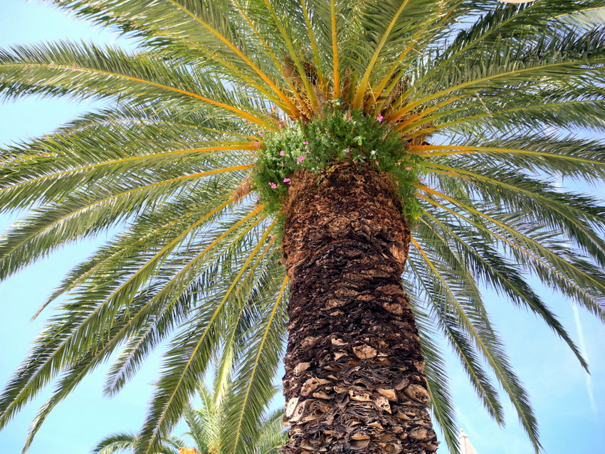 Dalmatien: TROGIR > Palme