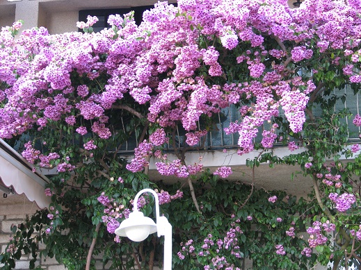 Istrien:ROVINJ> Bougainvillea Pflanze