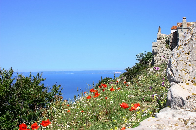 Kroatien_CRES_Mohn