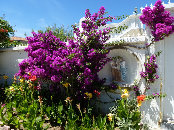 Kvarner: INSEL SUSAK>Bougainvillia