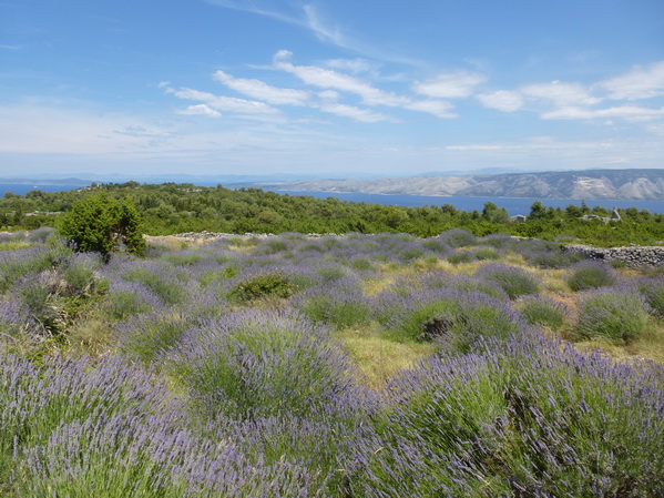 Dalmatien: Insel Hvar>Lavendel