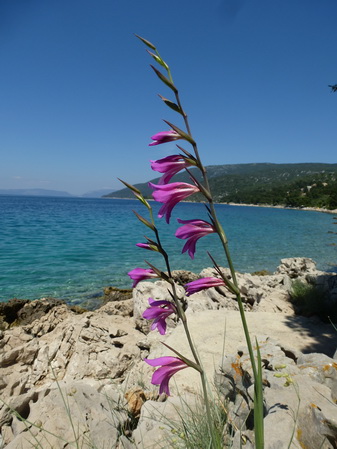 Kvarner: INSEL CRES>Orchidee