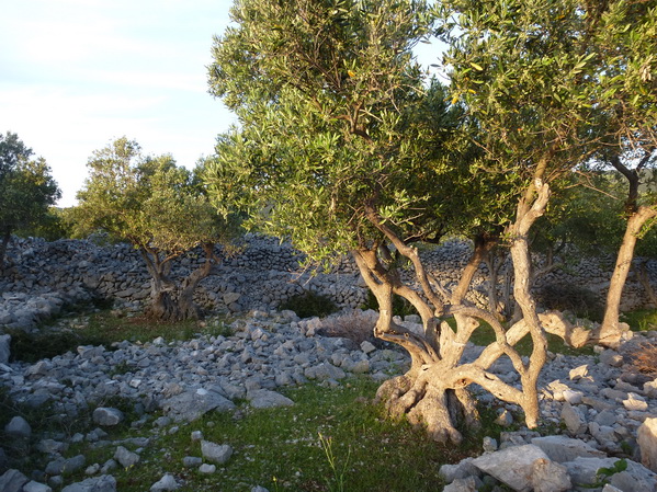 Kvarner: INSEL CRES>Olivenbaum