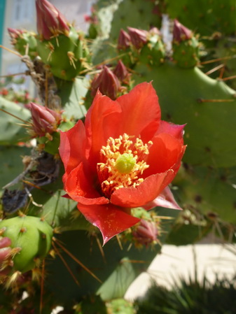 Kvarner: INSEL LOSINJ>Kaktusblüte