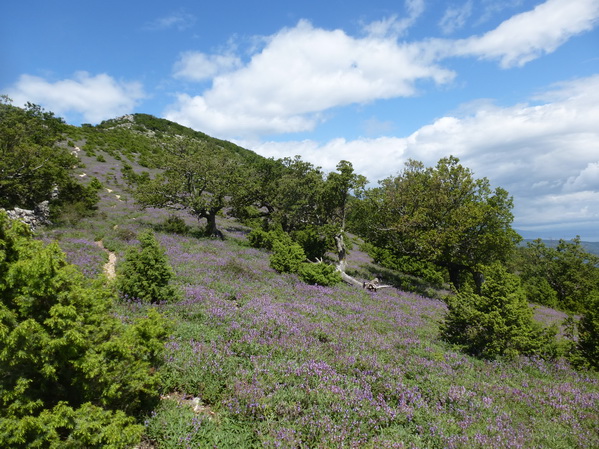 Kvarner: INSEL CRES>Salbeiberg Sis