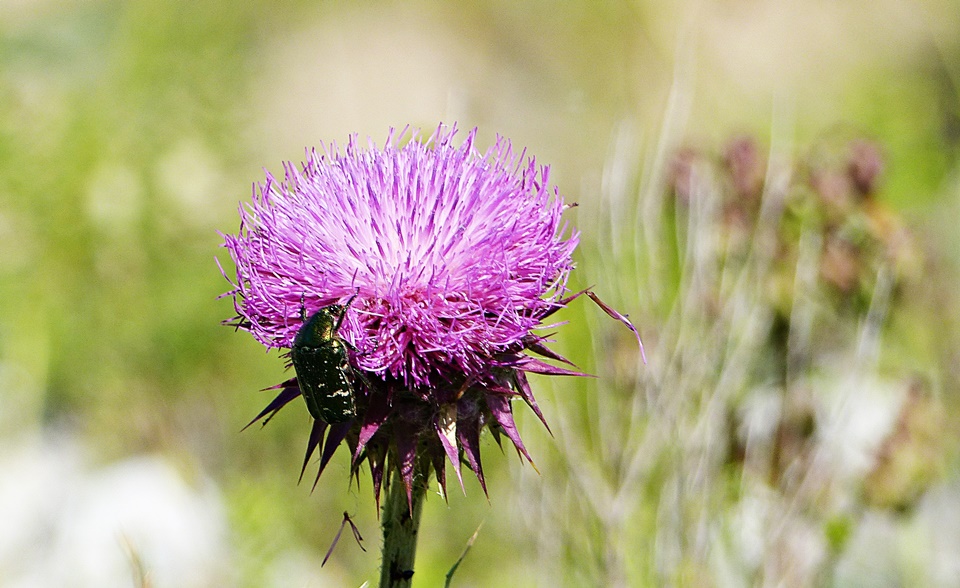 Dalmatien>Schöne Blume mit Käfer