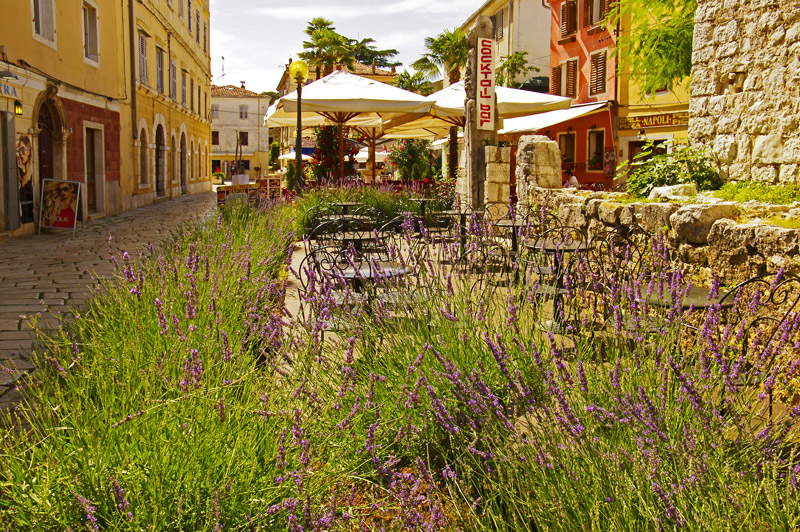 Istrien: POREC> Lavendel