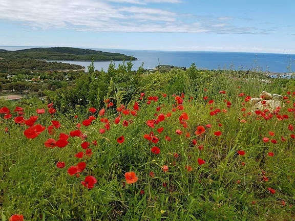 Istrien:ROVINJ>Mohnblumen am Meeresufer