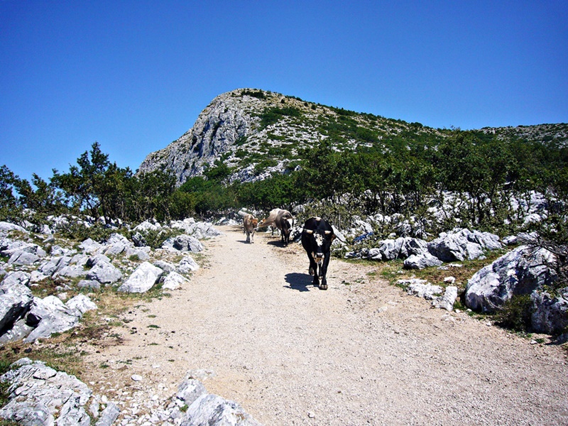 Dalmatien> Wandern im Biokovo 1