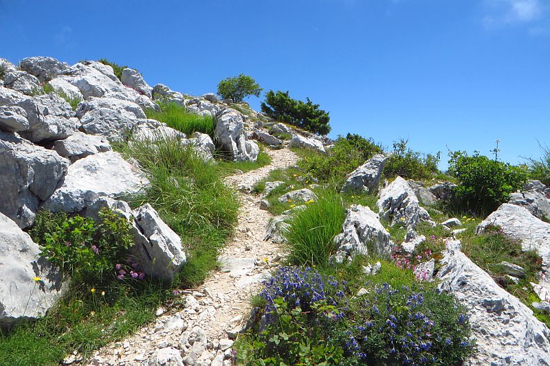 Dalmatien: PELJESAC > Wanderung auf den Sv. Ilija > kurz vor dem Gipfel