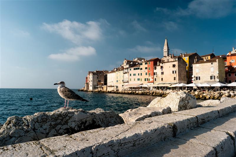 Istrien: ROVINJ > Möwe