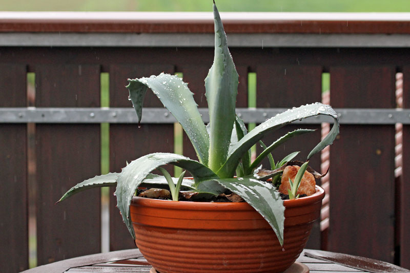 Dalmatien: ZIRJE auf Otok Zirje> Agave im Sommer