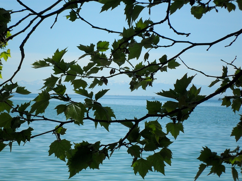 * Deutschland: INSEL MAINAU (Bodensee)