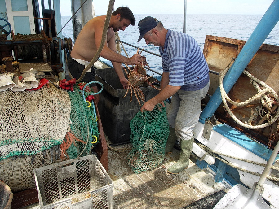 Istrien: KÜSTE vor Porec > Seespinnen