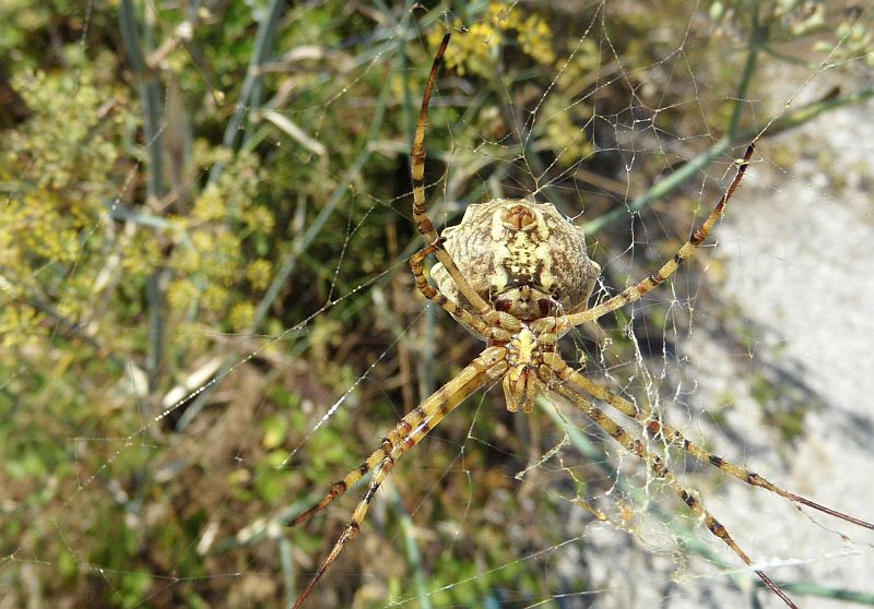 Dalmatien: BOZAVA > gelbe Spinne