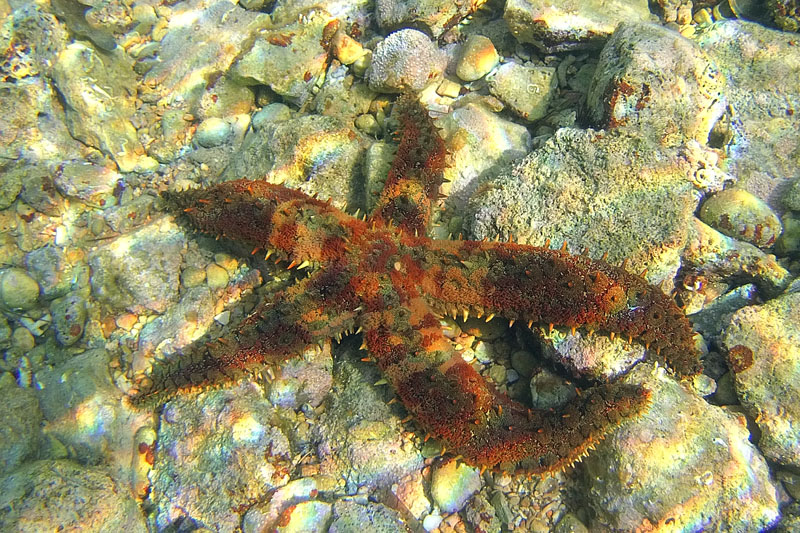 Kvarner: STARA BASKA auf Otok Krk > Warzenseestern