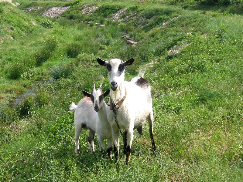 Kvarner: DRAGA BASCANSKA/Krk > neugierige Ziegenmama mit ängstlichen Kitzlein