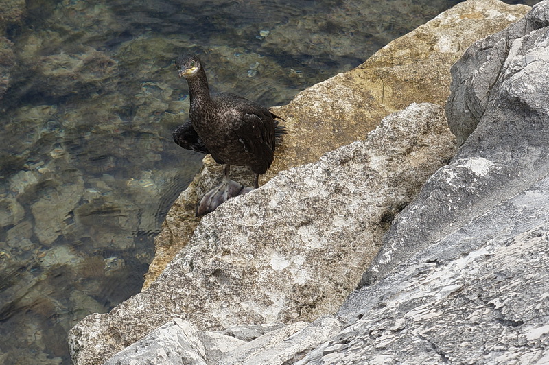 Istrien: UMAG > Kormoran