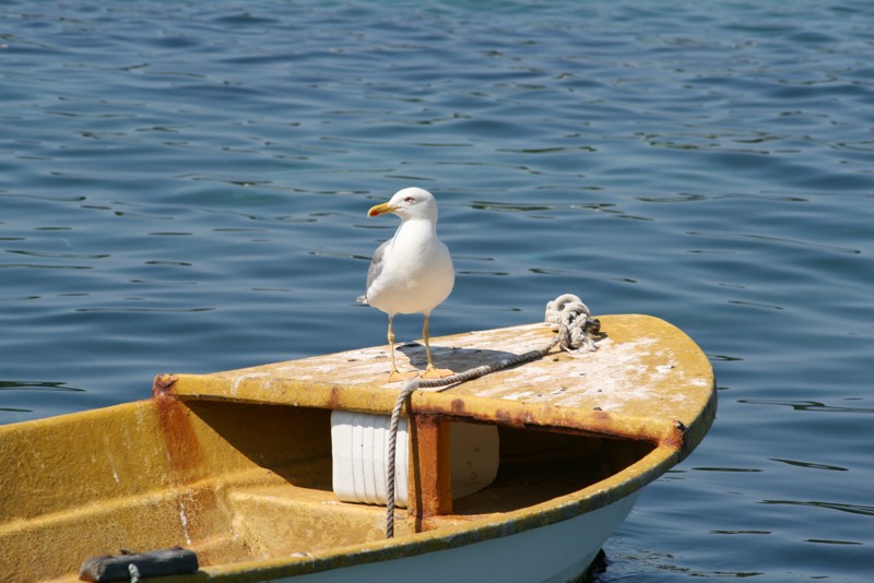 Dalmatien:PAG > Möwe im Hafen von Pag