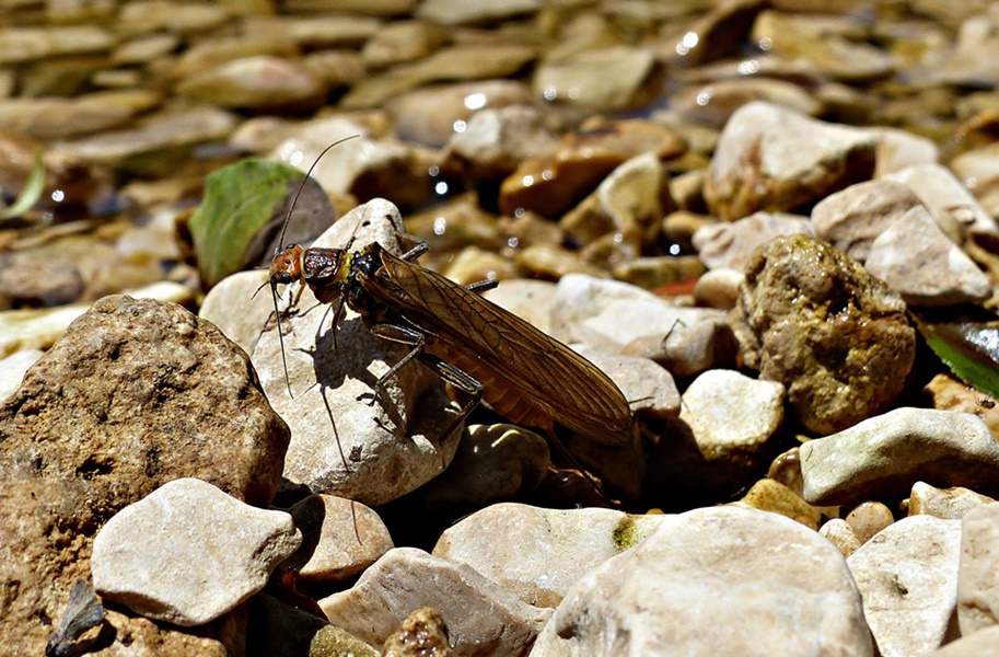 Dalmatien>Schöner Käfer an der Cetina