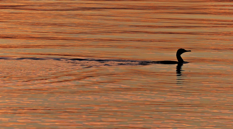 Dalmatien>Kormoran im Sonnenuntergang