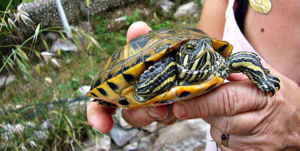 Dalmatien>Angelikas Wasserschildkröte