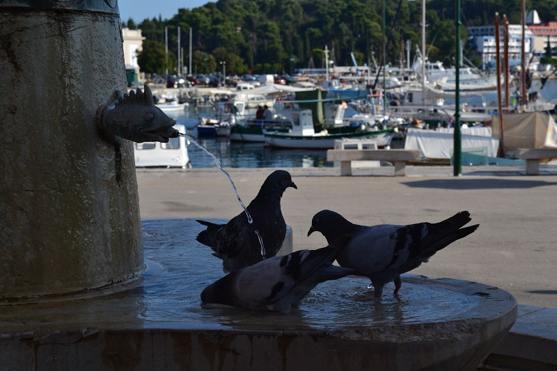 Istrien: ROVINJ > Vogelbad