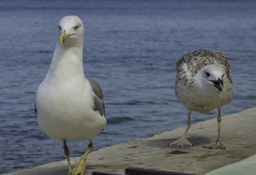 Istien: Porec > Alt und Jung